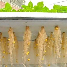 Aeroponics Hydroponics