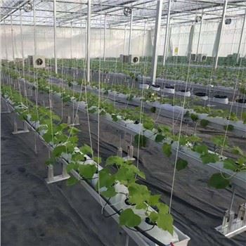 Drivhus med hydroponisk plante hollandsk spand