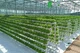 Hydroponics jordløs dyrkning