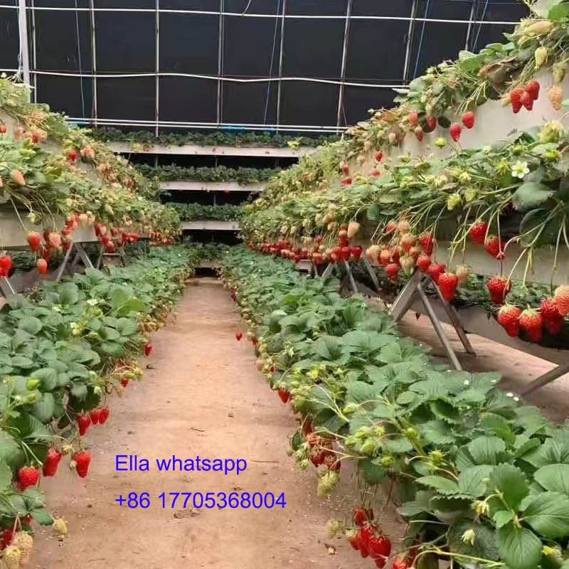 Strawberry Cultivation With Planting Gutter in The Greenhouse